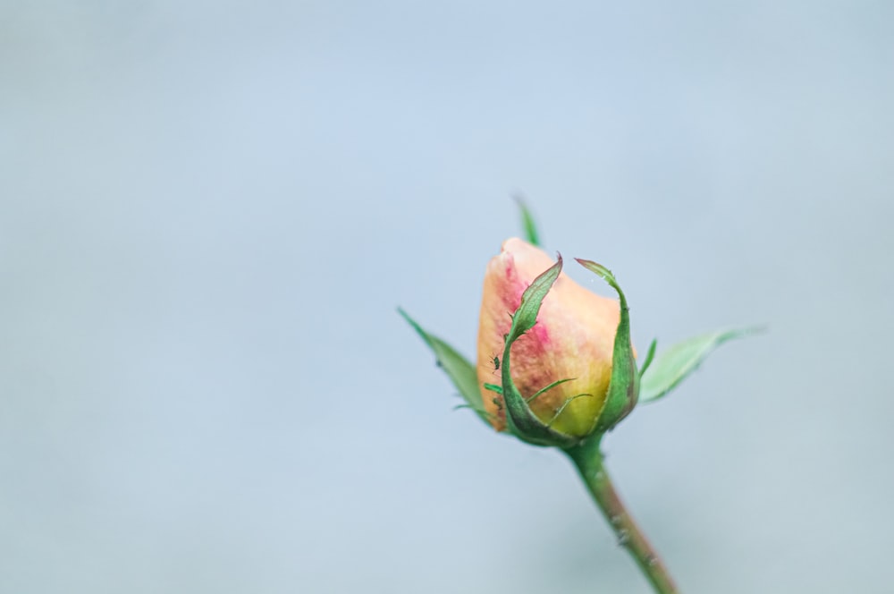 a single rose bud with a blue sky in the background