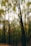 Trees in a forest with a blurred vertical motion effect creating a surreal and dynamic atmosphere.