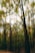 Trees in a forest with a blurred vertical motion effect creating a surreal and dynamic atmosphere.