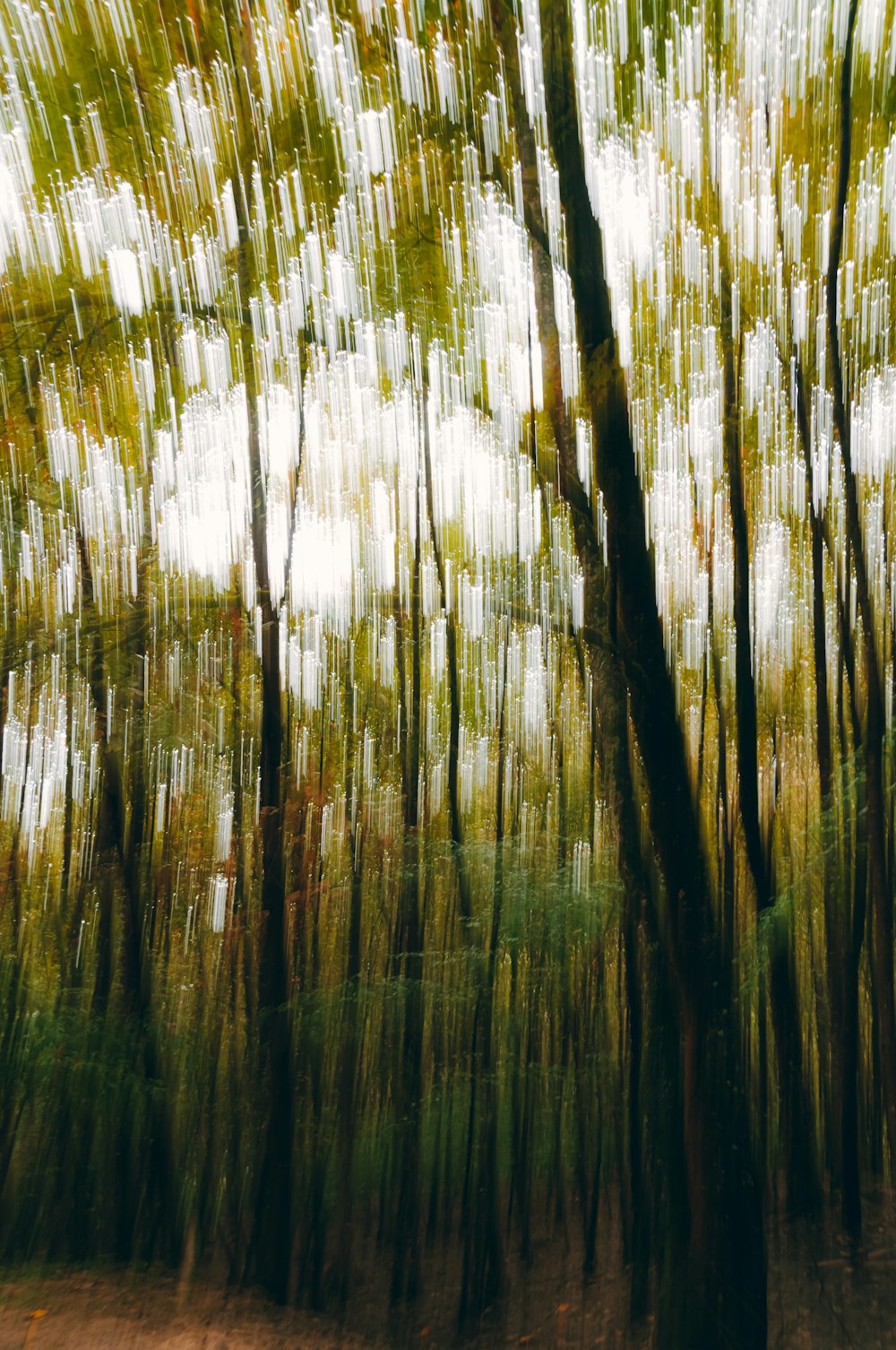 a blurry photo of trees in a forest