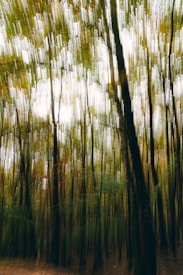 Trees in a forest with a blurred vertical motion effect creating a surreal and dynamic atmosphere.