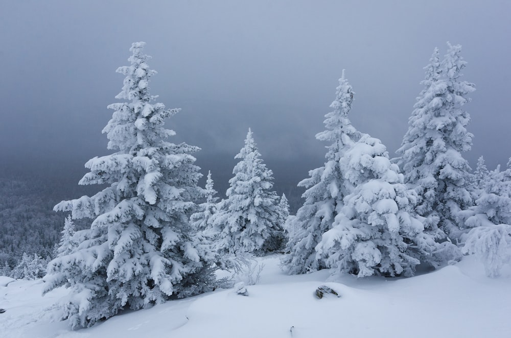 a group of trees covered in snow on a mountain
