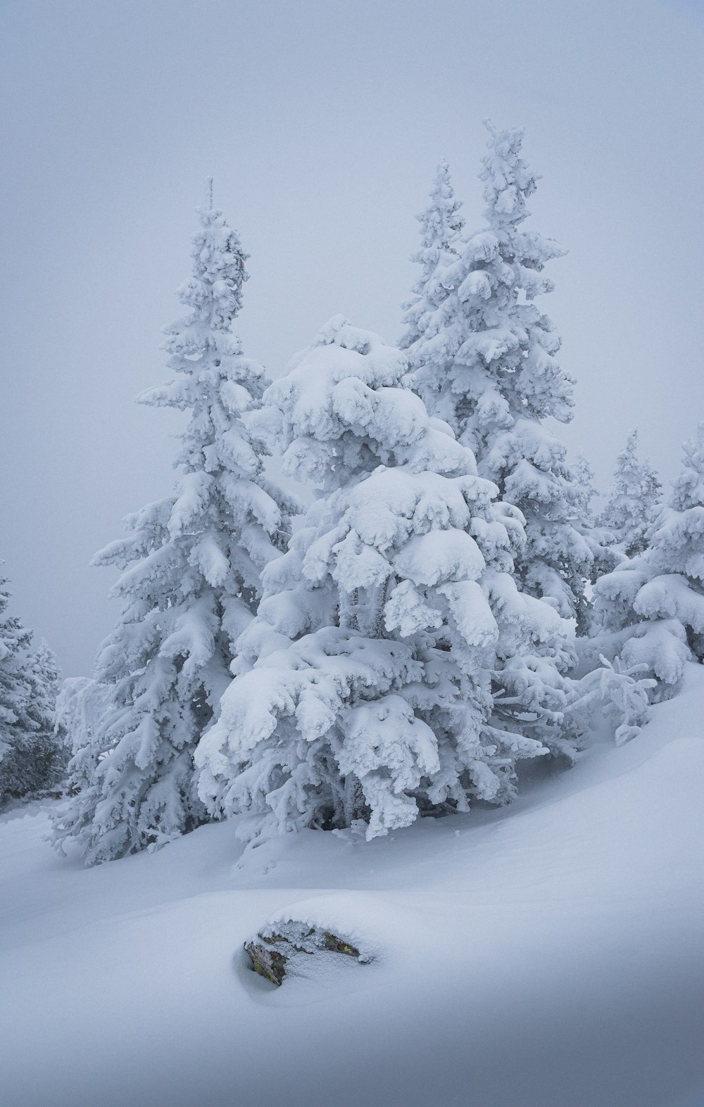 a person on skis in the snow near trees