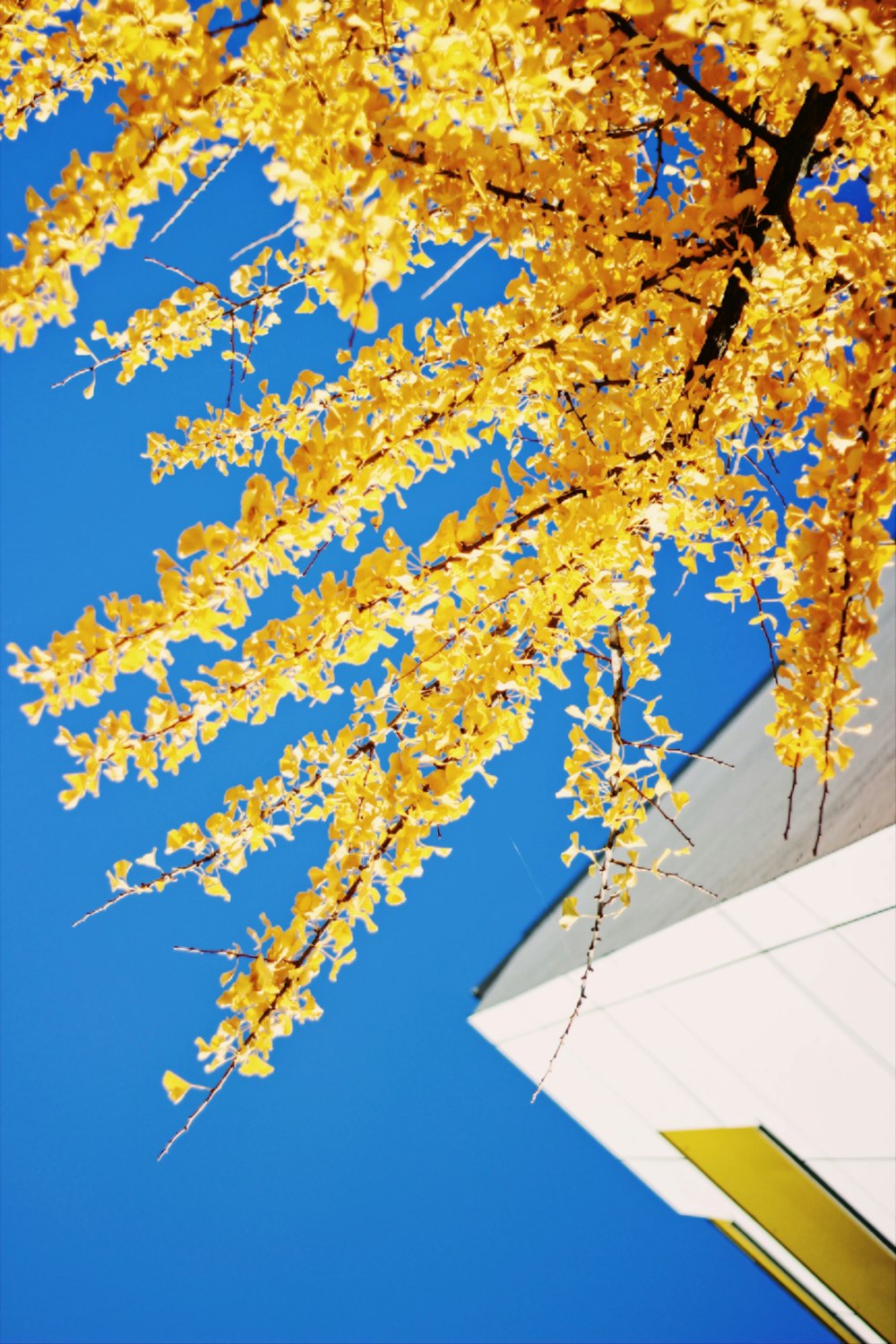 a tree with yellow leaves in front of a building