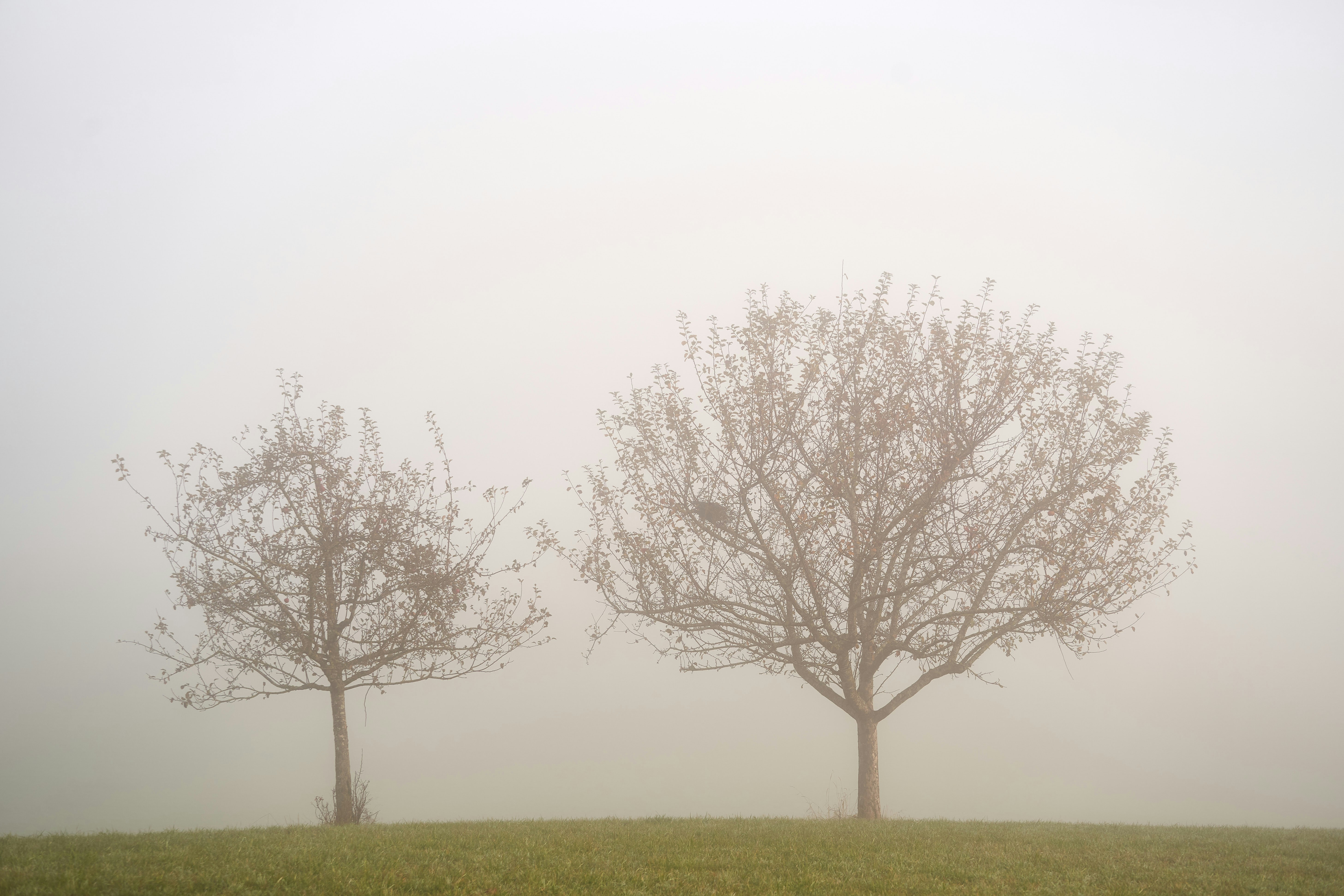 Photo by wolfgang_hasselmann