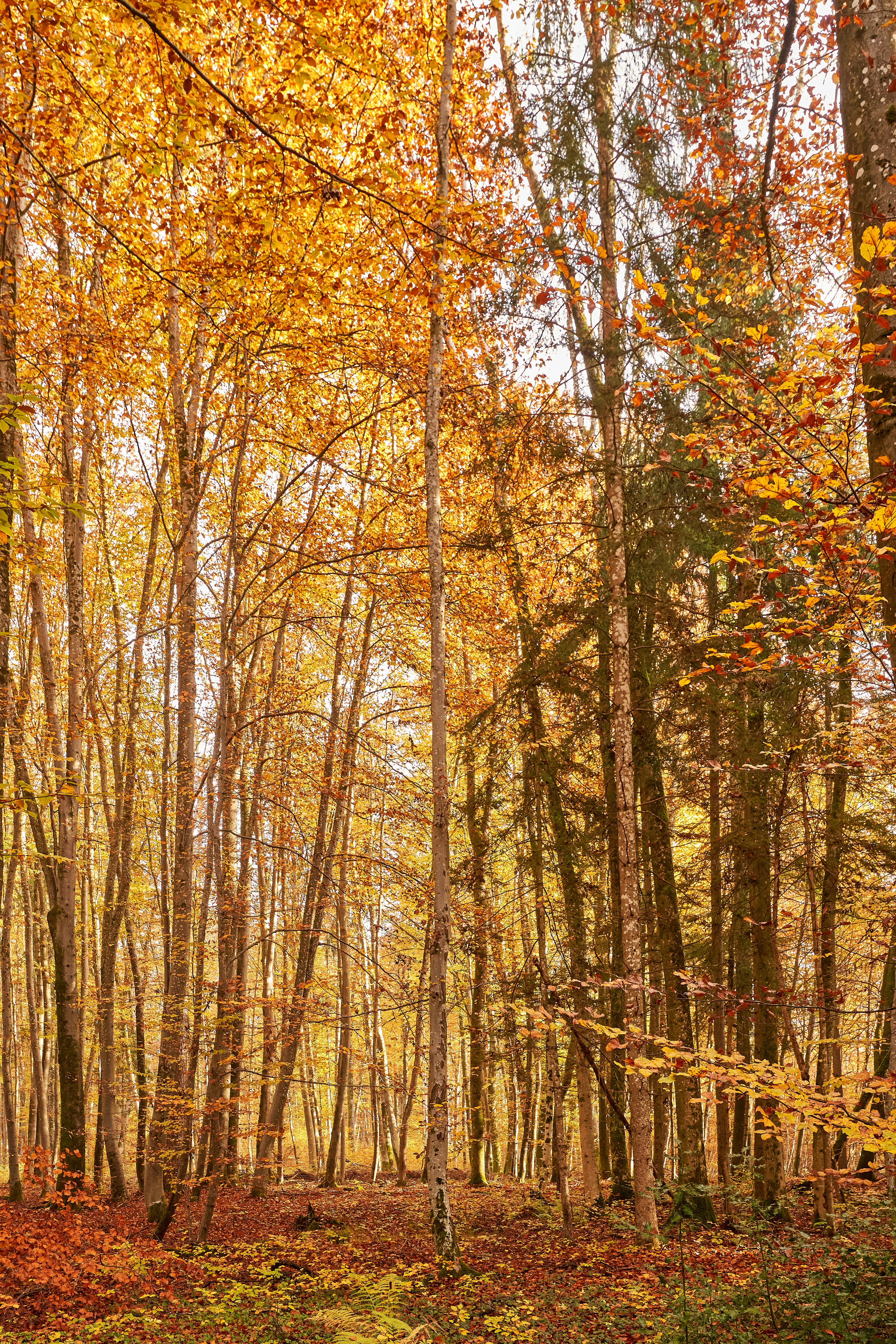 Photo by wolfgang_hasselmann