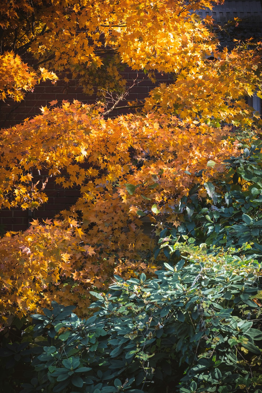 a bench sitting in front of a tree with yellow leaves