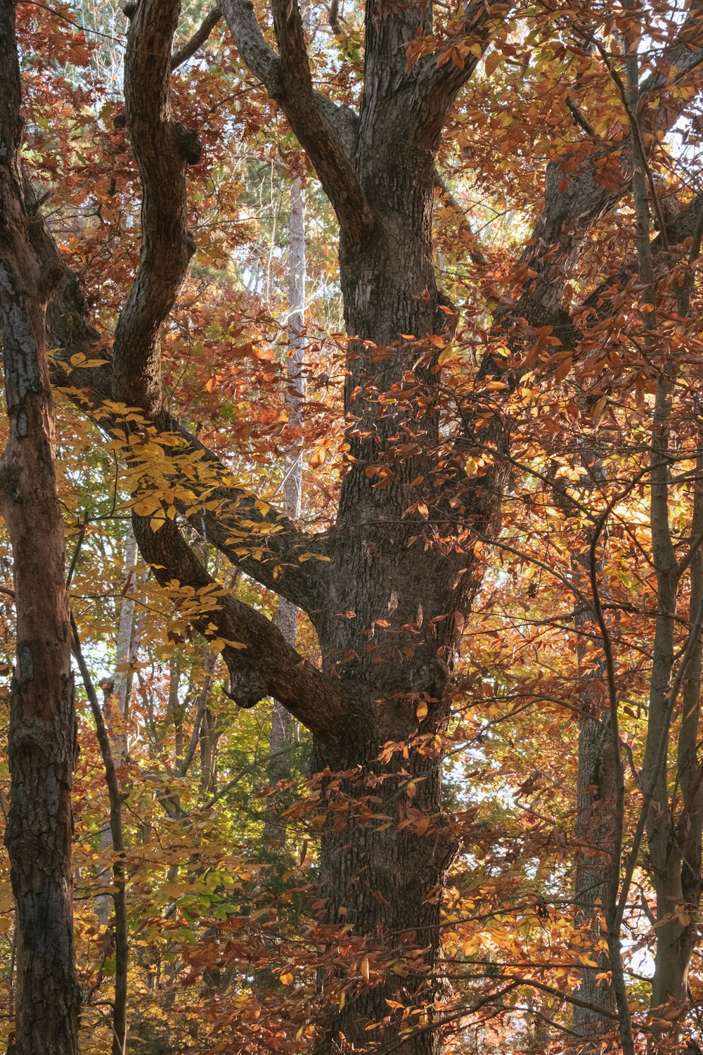 a bench sitting in the middle of a forest