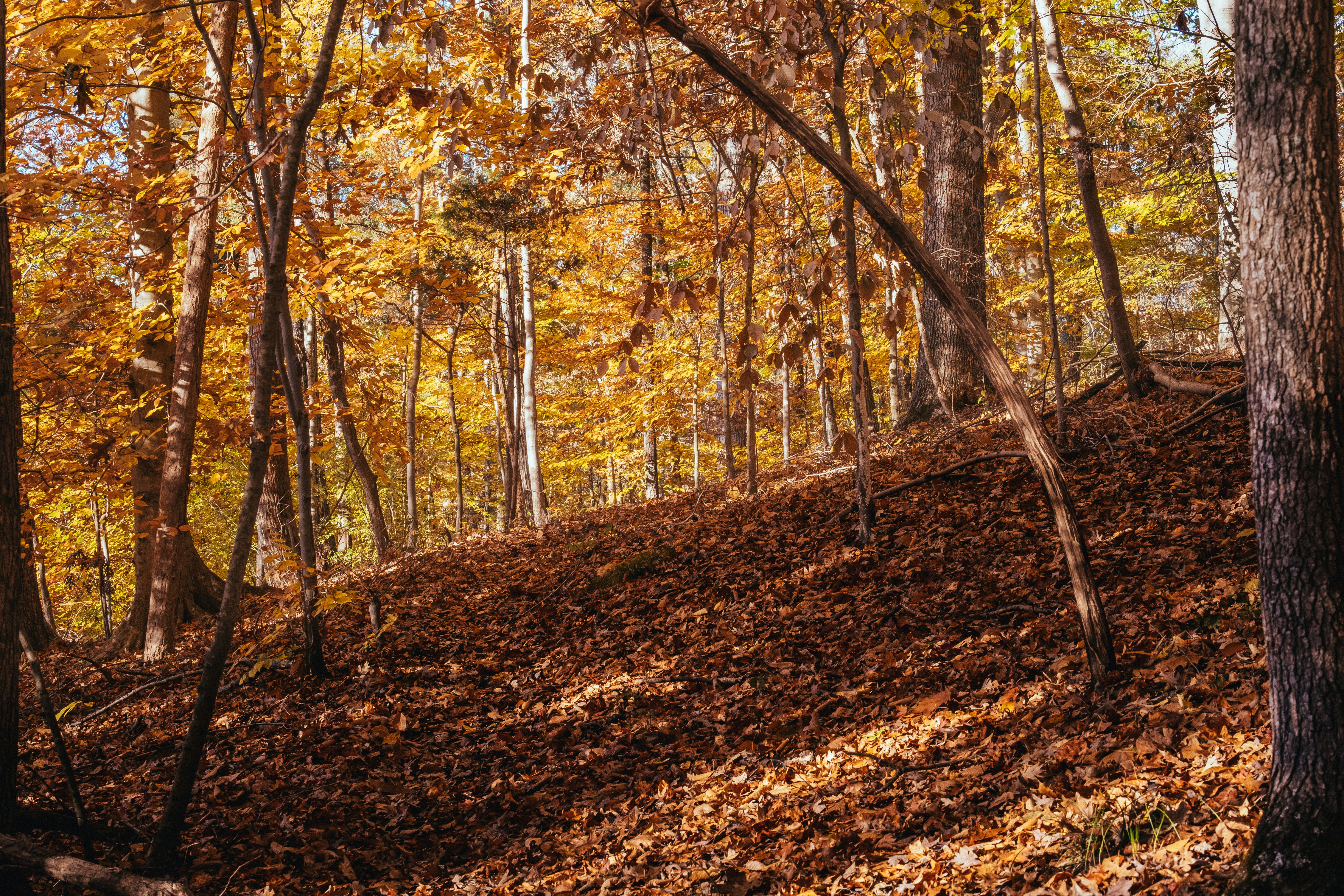 a bench sitting on top of a leaf covered hillside