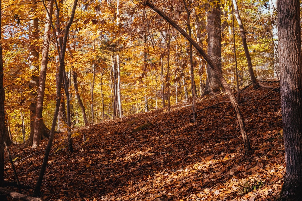 a bench sitting on top of a leaf covered hillside