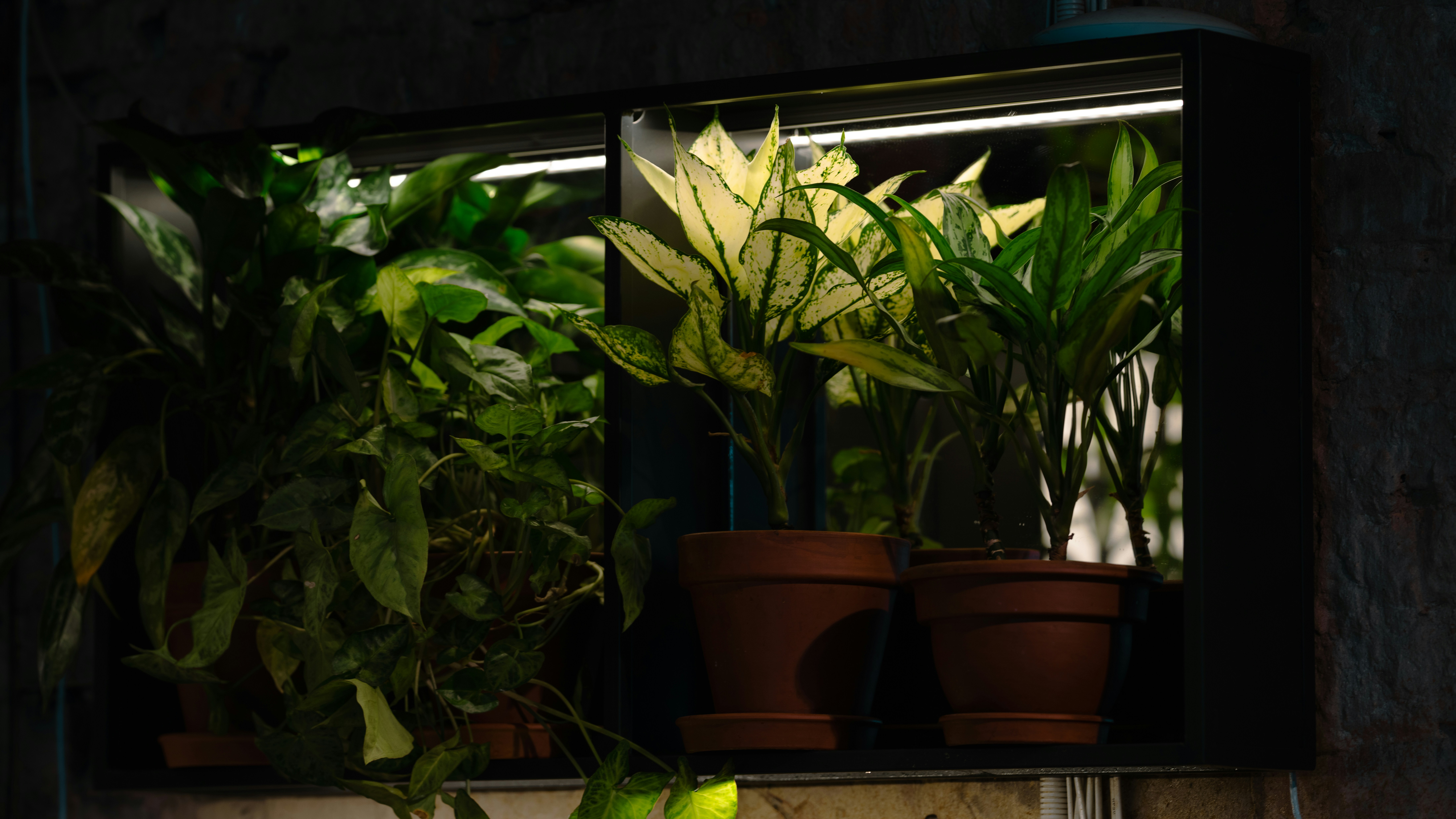 Modern indoor plant stand with multiple tiers holding various green houseplants