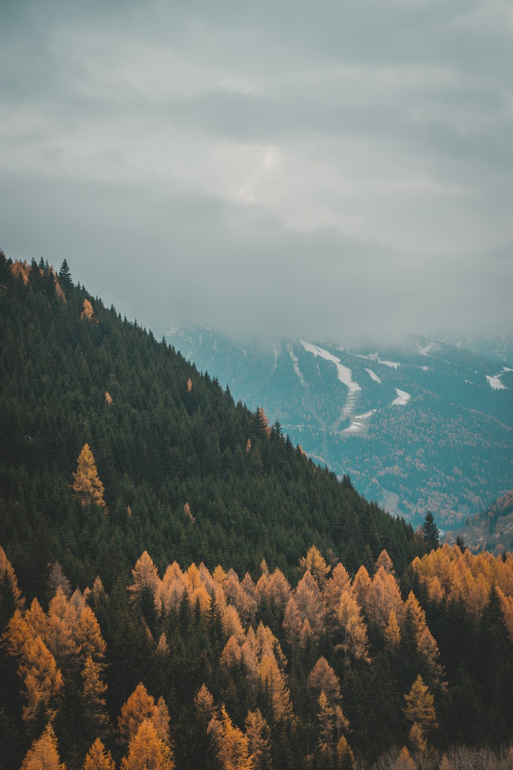 a view of a forest with a mountain in the background