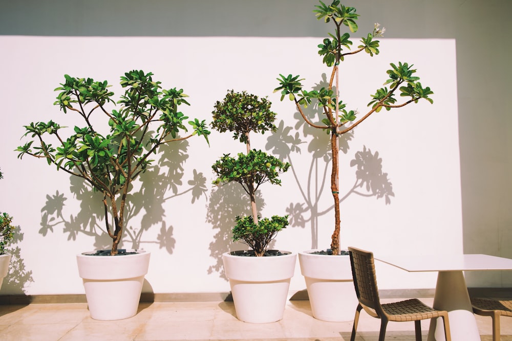 a group of potted plants sitting on top of a table