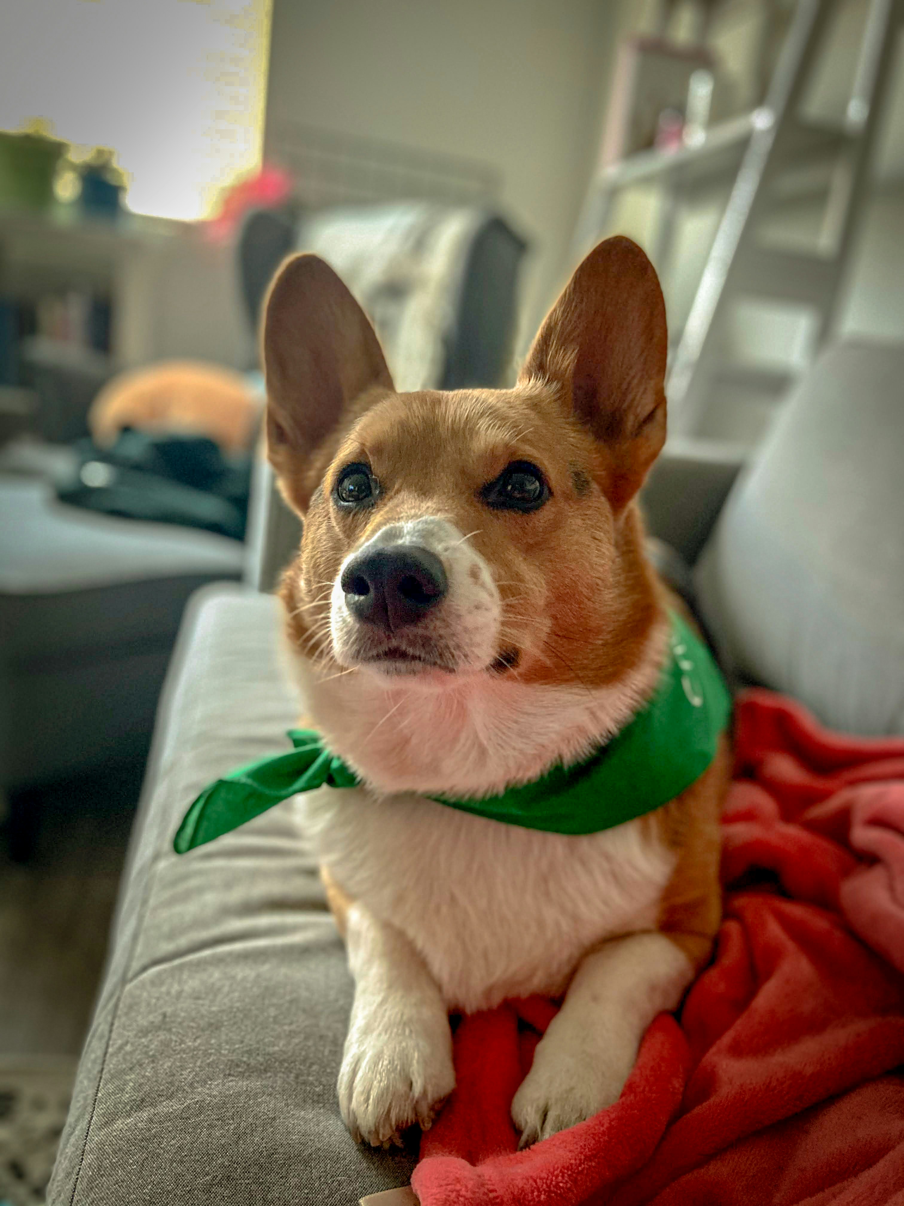 A brown and white dog sitting on top of a couch photo – Free Animal ...