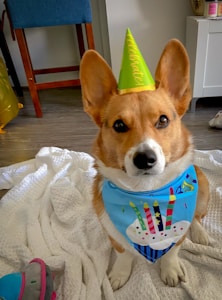 A Corgi dog wearing a green party hat and a colorful bandana with a cake and candles design. The dog sits on a white textured blanket with some toys visible on the side. The environment is indoors with a wooden chair, a small cabinet, and some decorative items in the background.