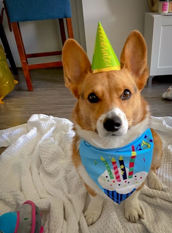 A Corgi dog wearing a green party hat and a colorful bandana with a cake and candles design. The dog sits on a white textured blanket with some toys visible on the side. The environment is indoors with a wooden chair, a small cabinet, and some decorative items in the background.