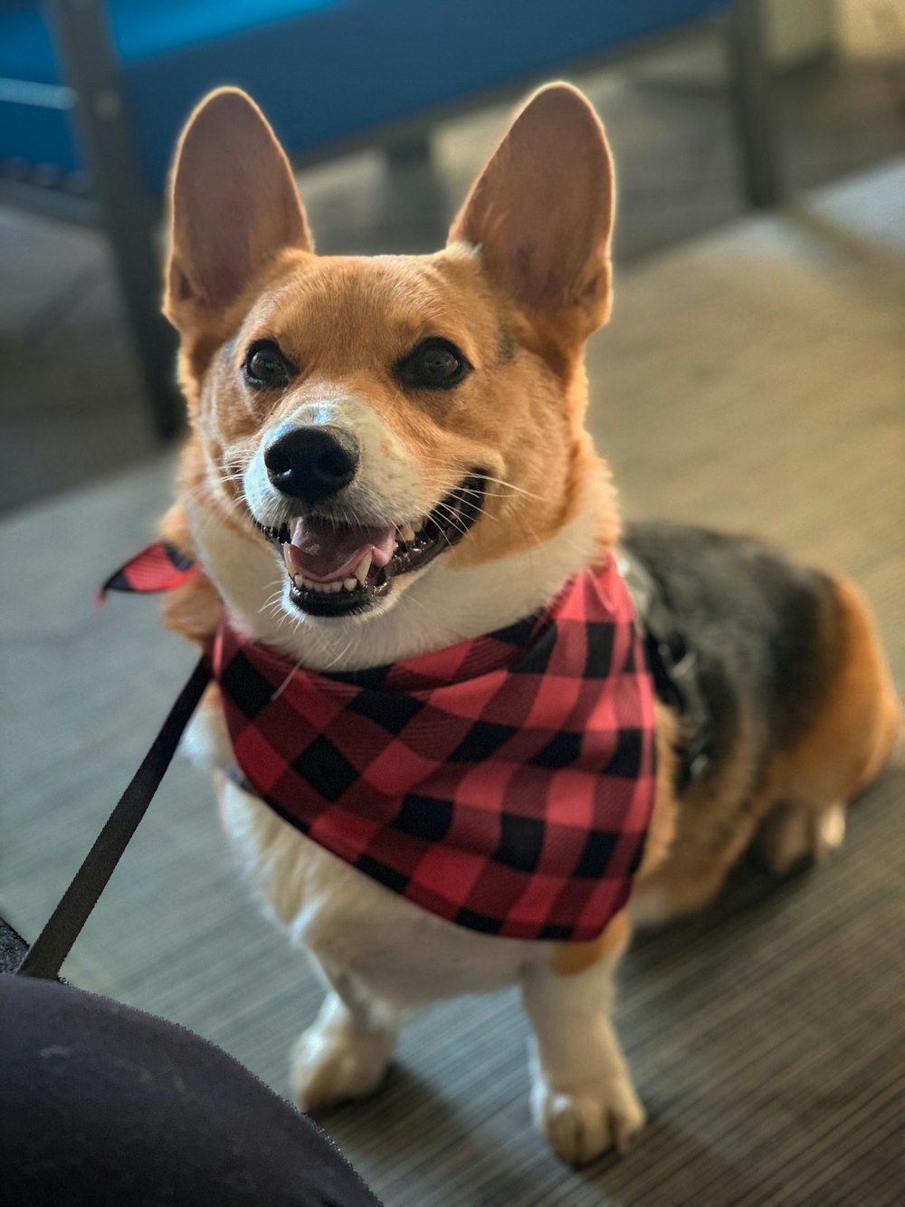 a small dog wearing a red and black plaid bandana