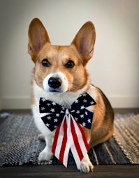 a dog looking at the camera