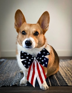 a dog looking at the camera