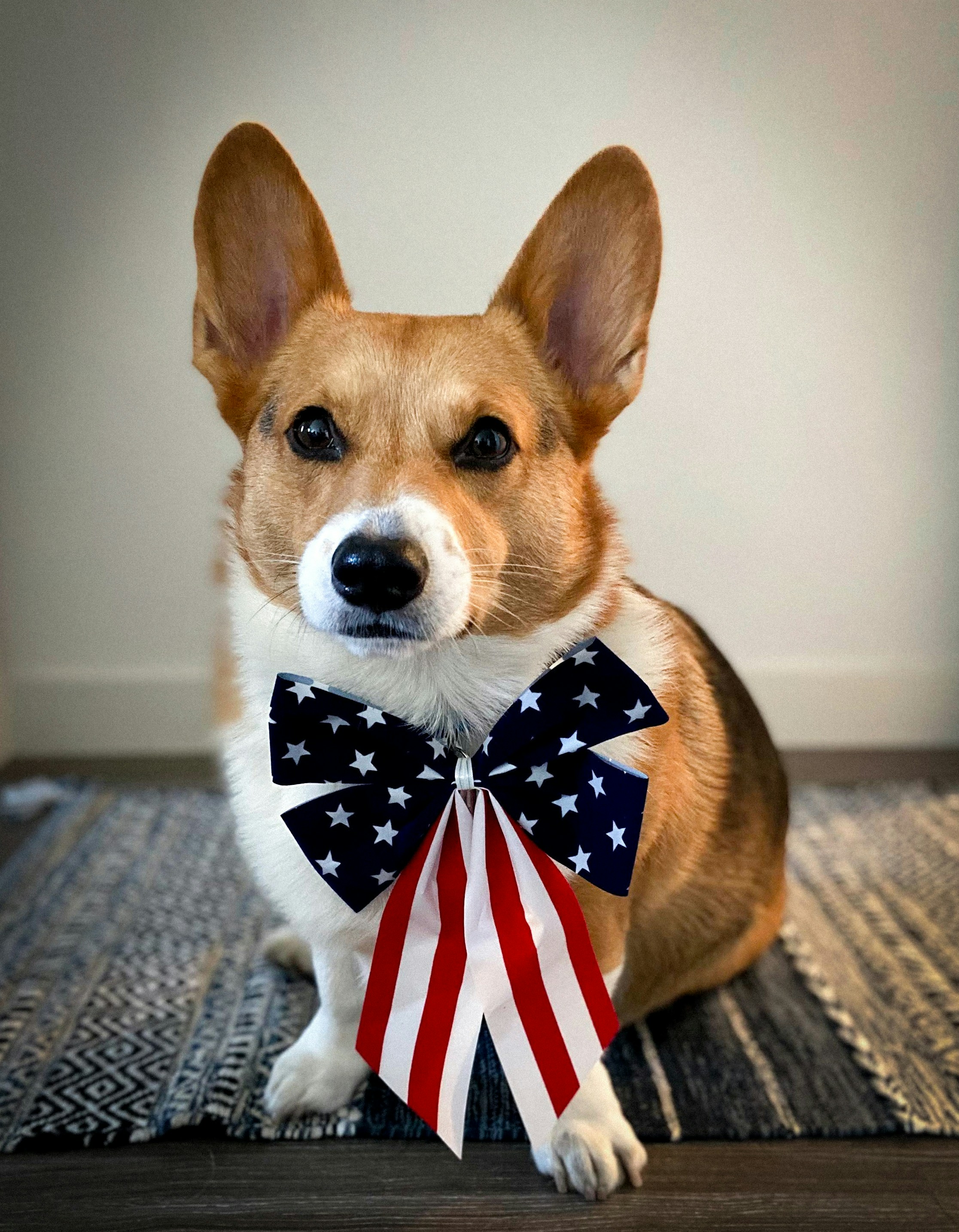Man's best friend is something to behold in all forms: gorgeous Golden Retrievers, tiny yapping chihuahuas, fearsome pitbulls. Unsplash's community of incredible photographers has helped us curate an amazing selection of dog images that you can access and use free of charge.