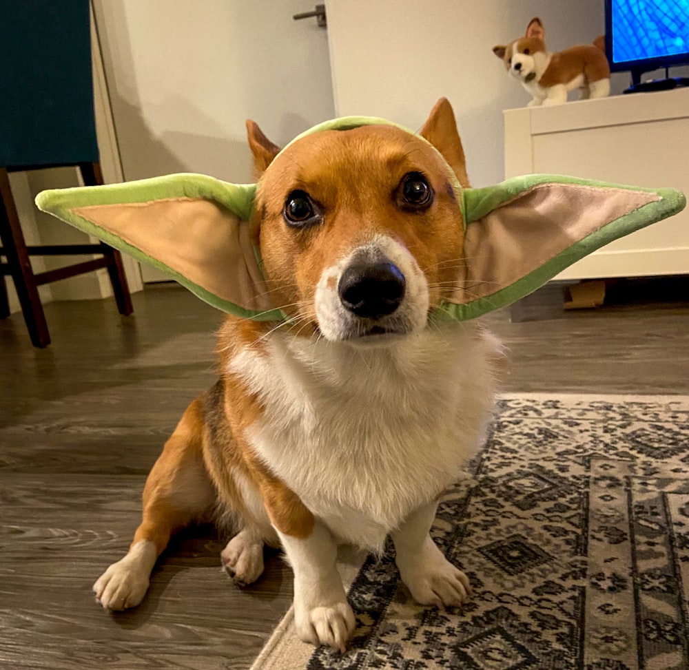 テーブルの上に座っている犬