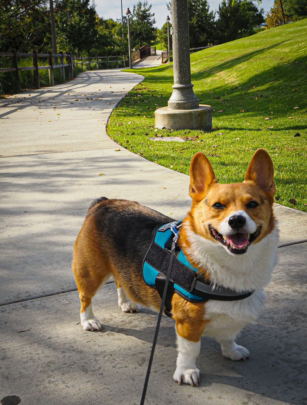 a corgi dog wearing a harness on a leash