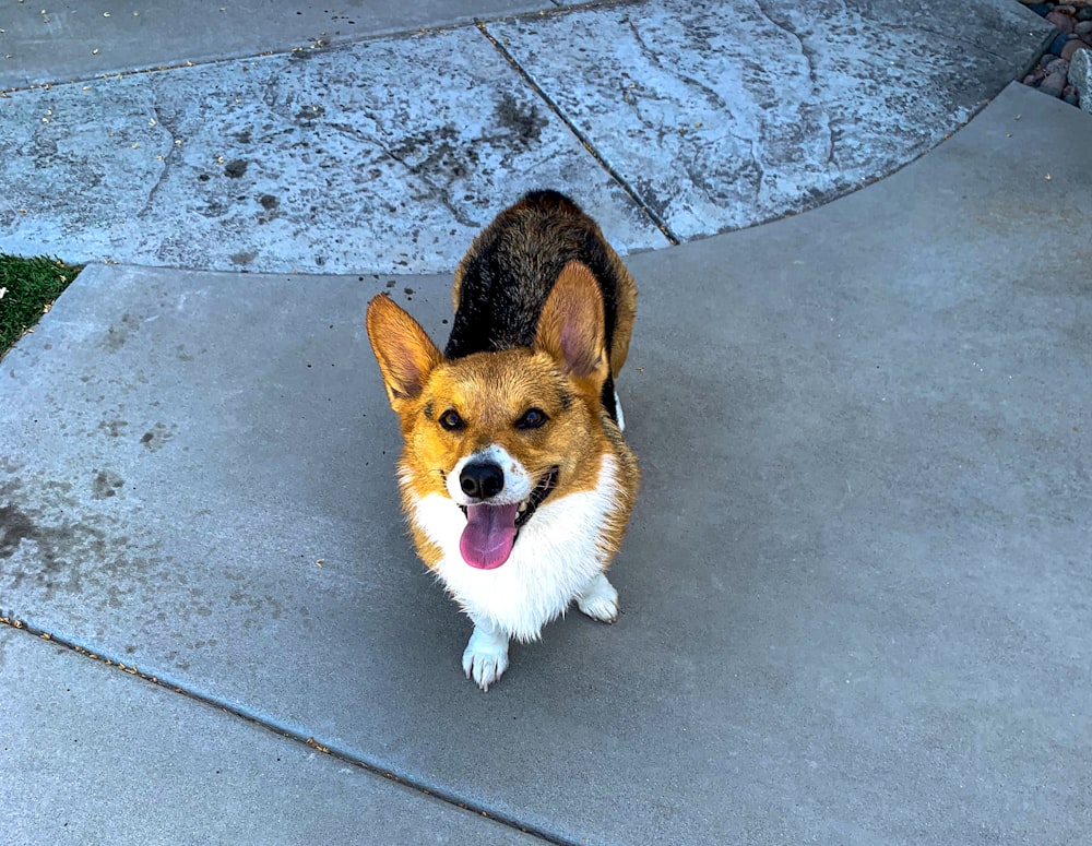 a brown and white dog sitting on top of a sidewalk