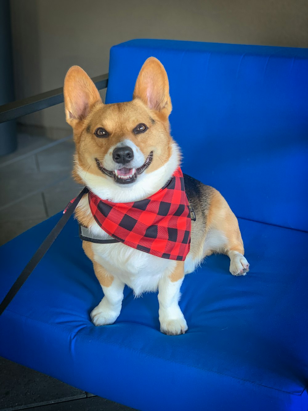 a dog sitting on a blue chair wearing a red and black scarf