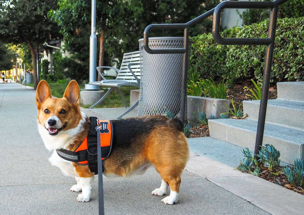 a corgi is standing on a leash on a sidewalk