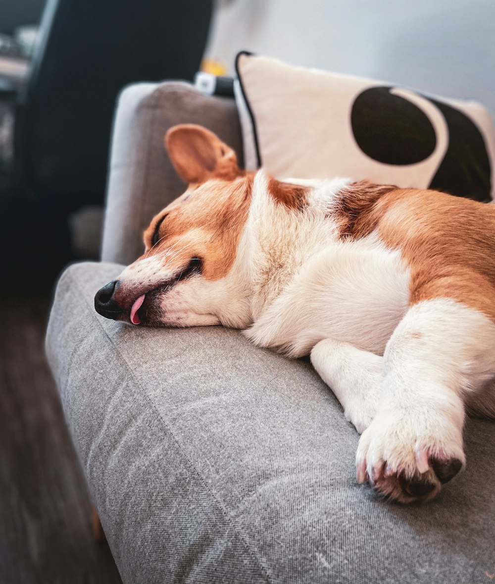 a brown and white dog laying on top of a couch