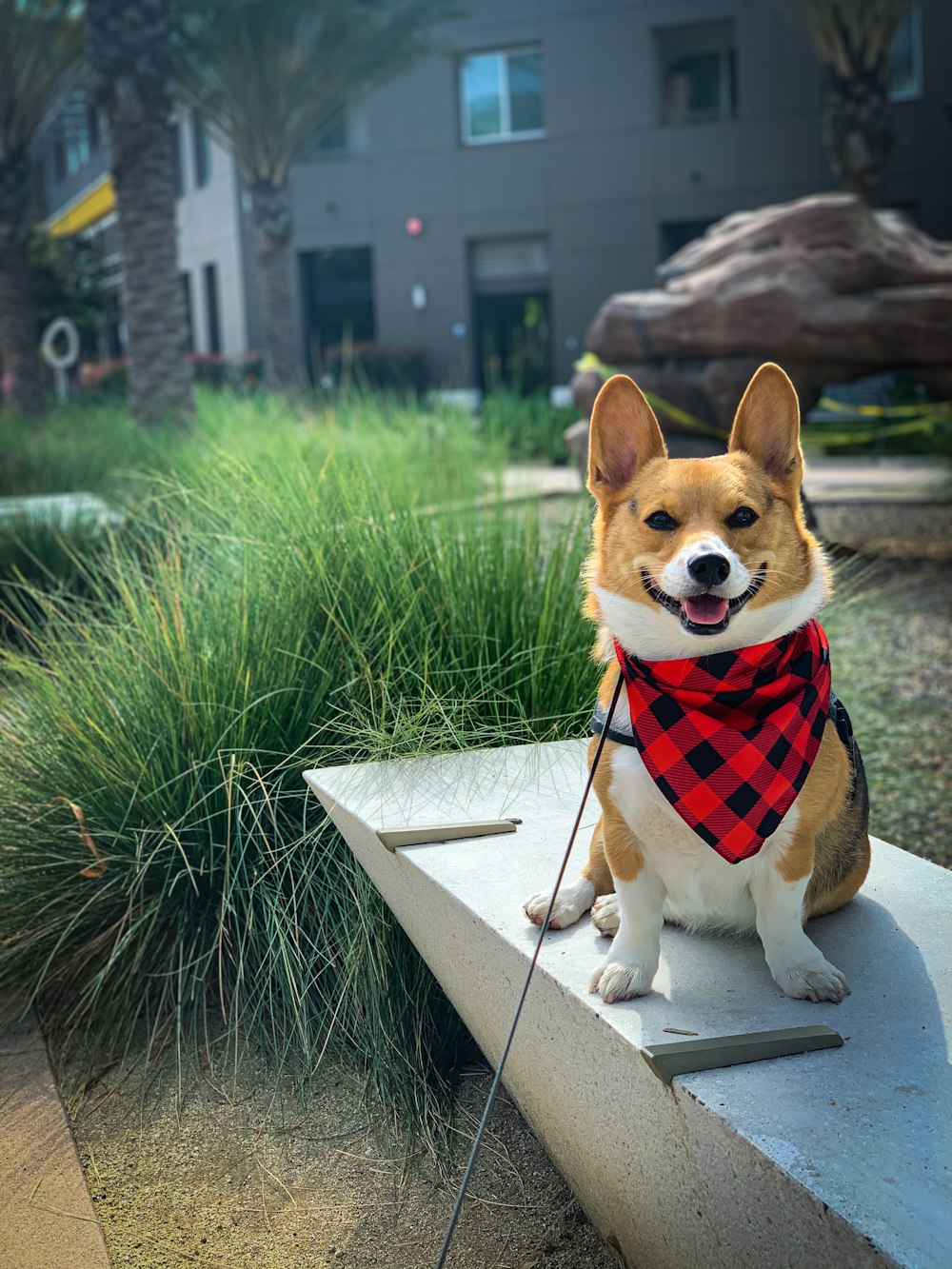 a small dog wearing a red and black scarf