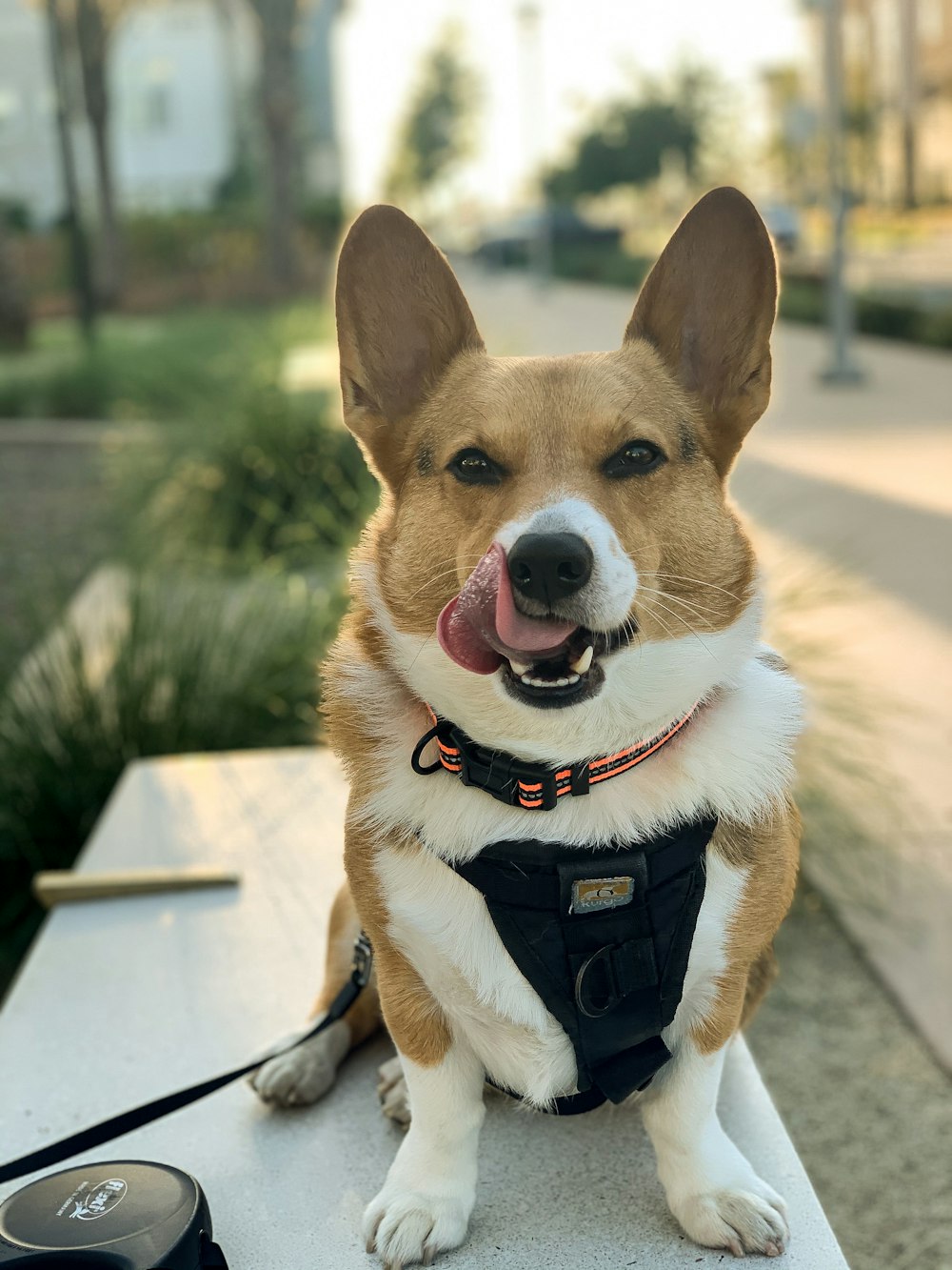 a brown and white dog sitting on top of a bench