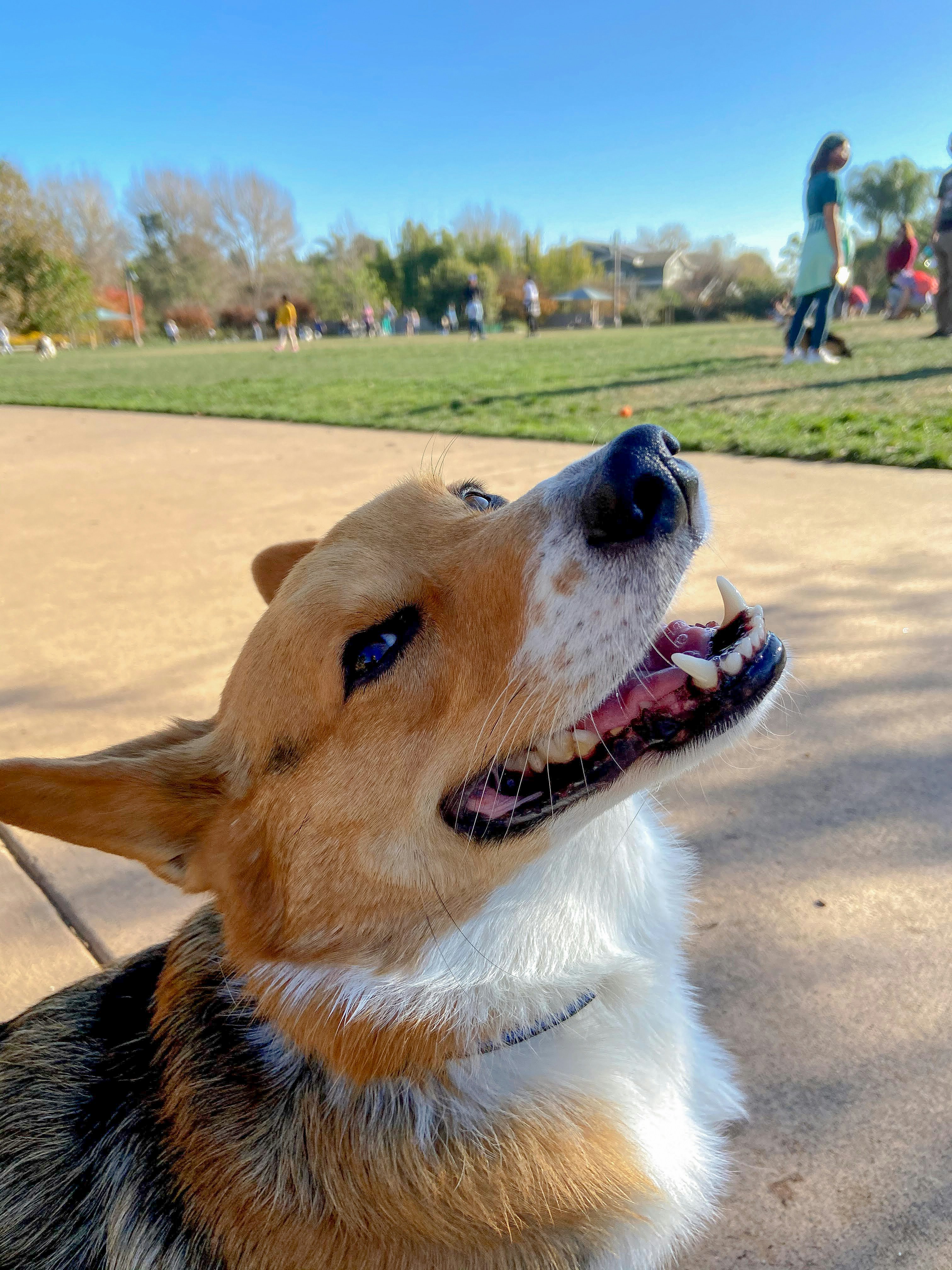 Premium Dog Wellness Essentials