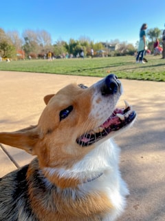 A happy dog with a white and brown coat is looking upwards with a wide smile in a park setting. The background features a grassy area with people walking and enjoying the outdoors on a sunny day.