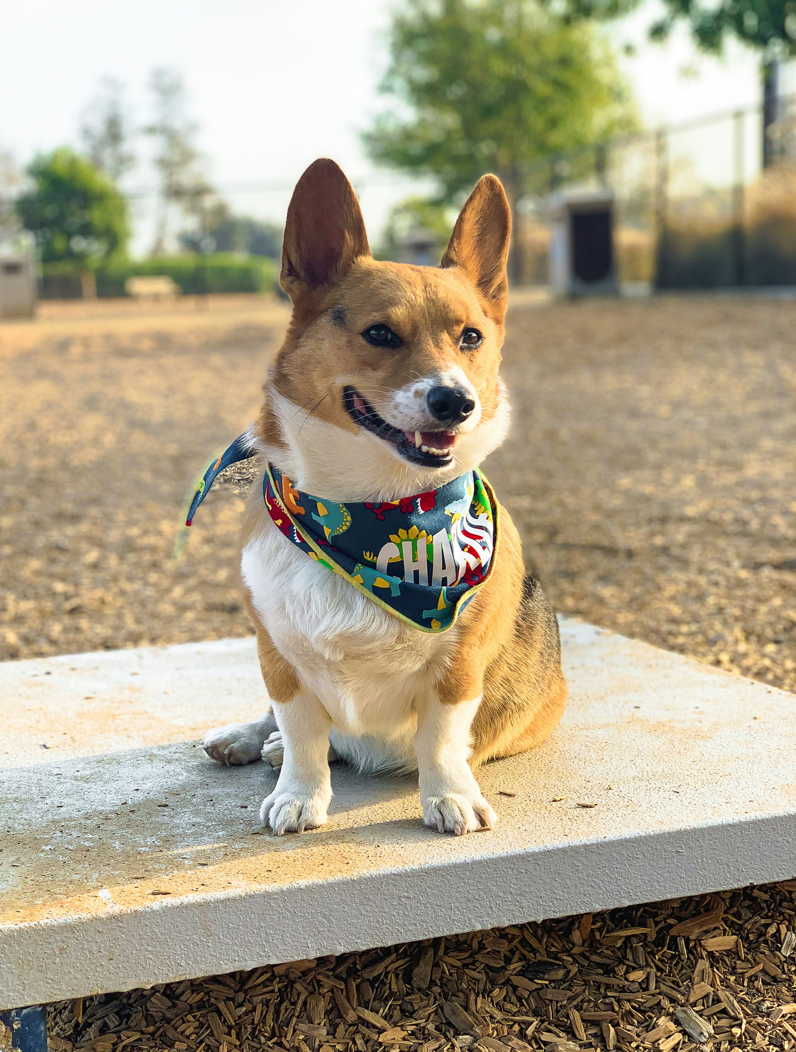 Hundehalstuch Mit Aufdruck – Emotional Support Tier, Weiß, Flanell