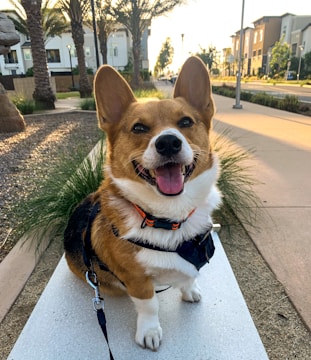 a corgi sitting on a sidewalk with its tongue out