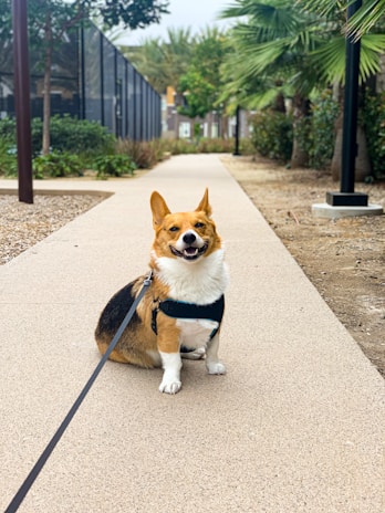 dogAdvisor | dog Advisor | dogadvisor.dog | dog Advisor