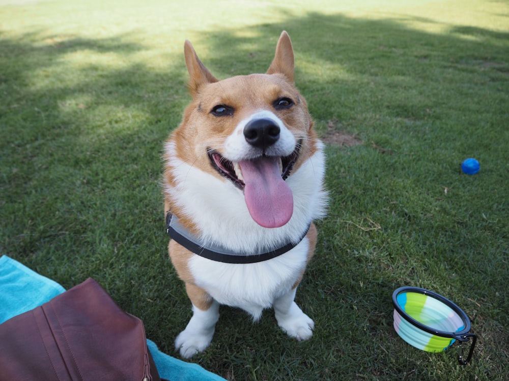 a dog with a blue frisbee in it s mouth