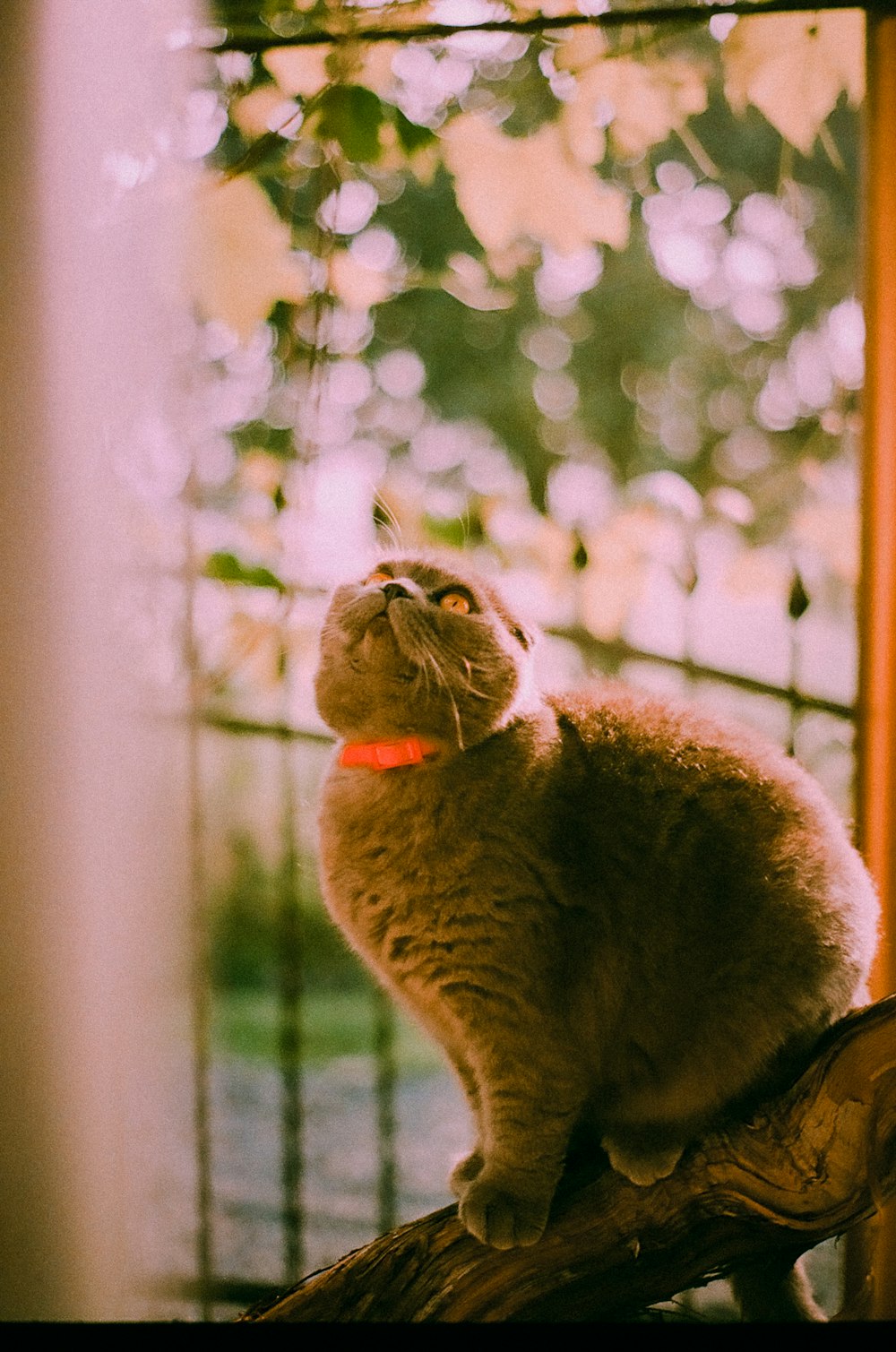 a cat sitting on top of a tree branch