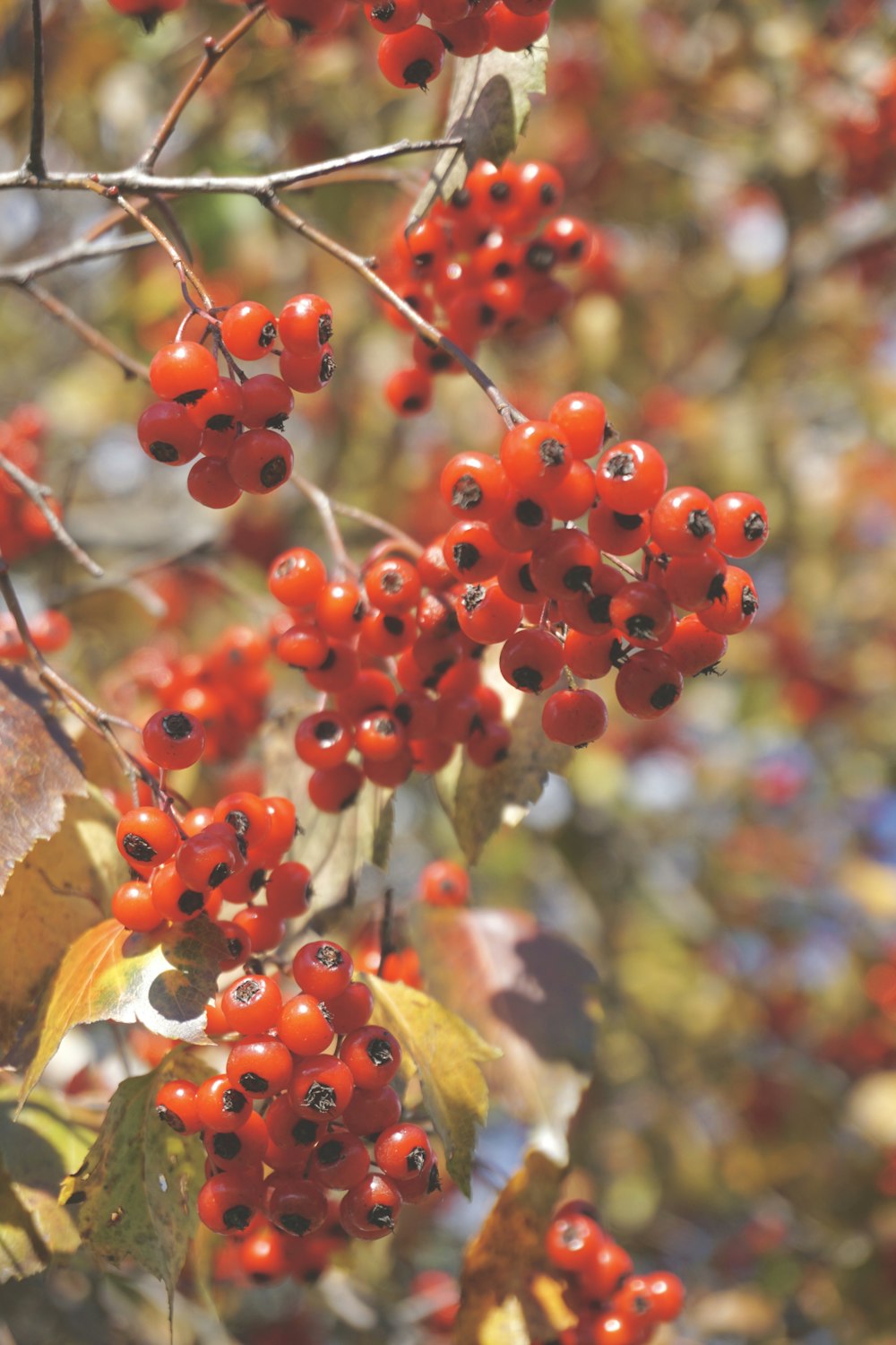 a bunch of red berries hanging from a tree