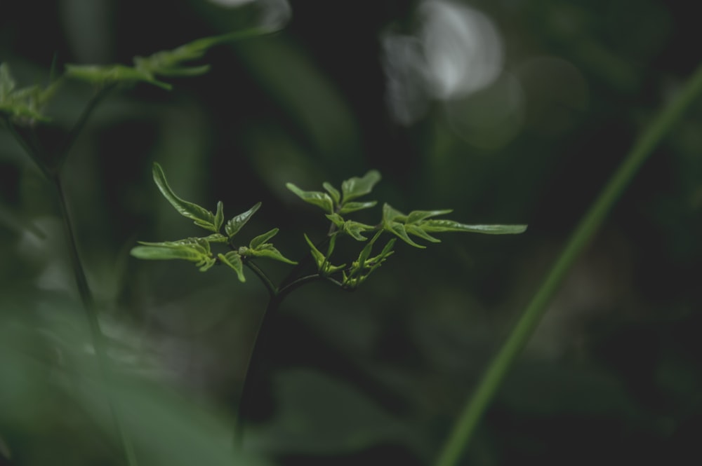 Un primer plano de una flor