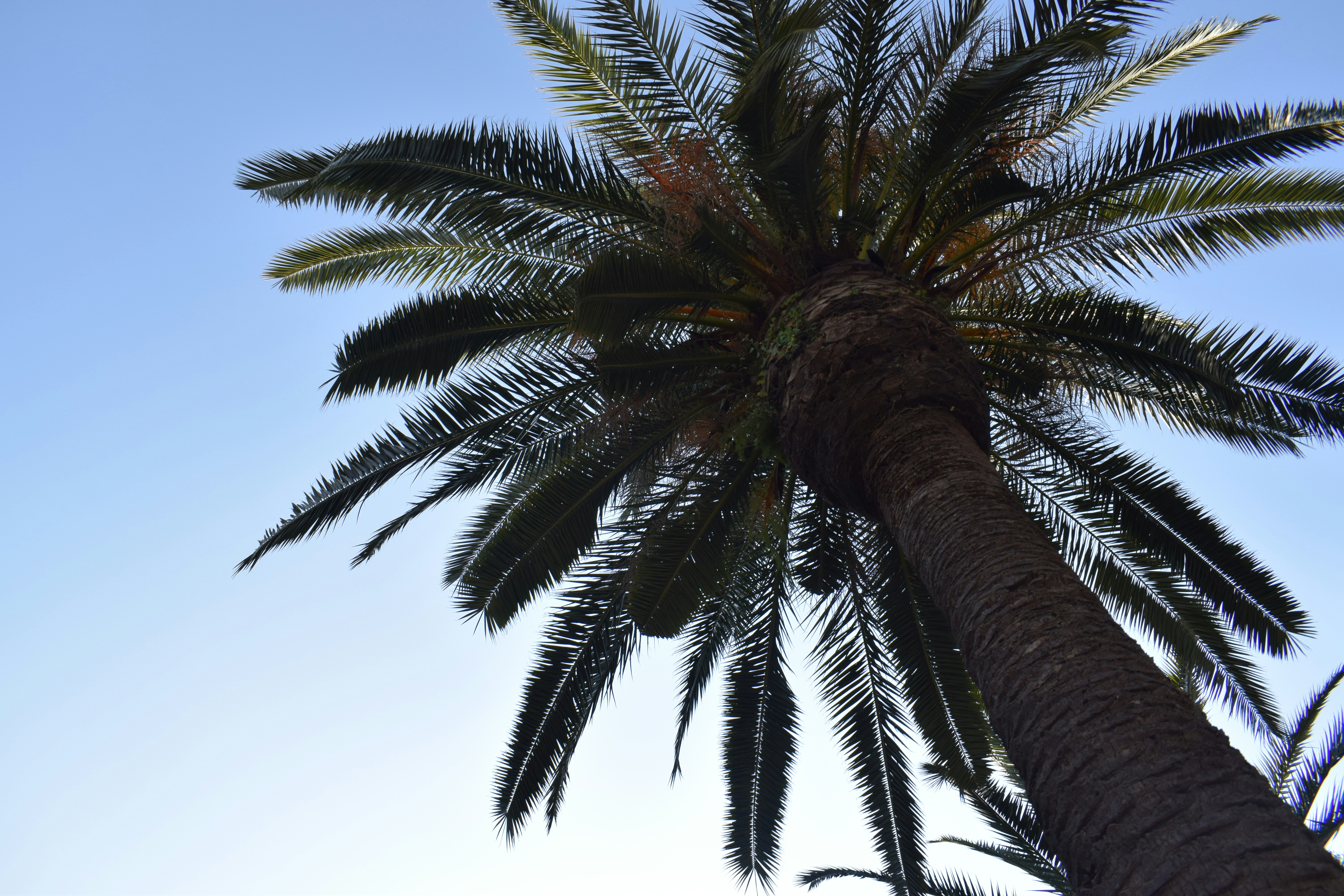 Photo by camilla_davouzova