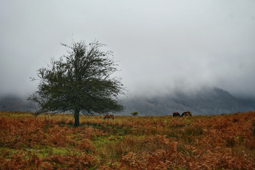 horses grazing in a field with a tree in the foreground