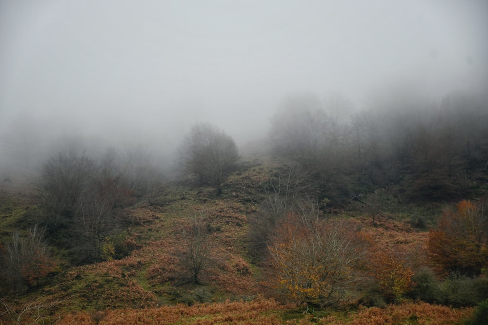 a foggy field with trees and bushes in the foreground