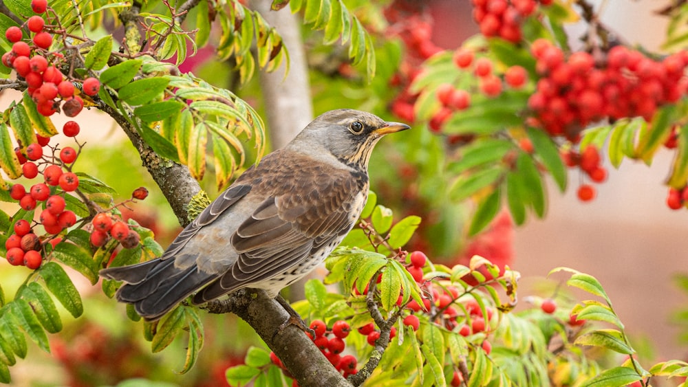 a bird sitting on a branch of a tree with berries