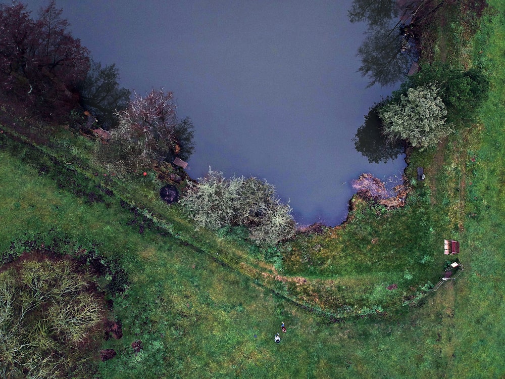 a close up of a lush green field