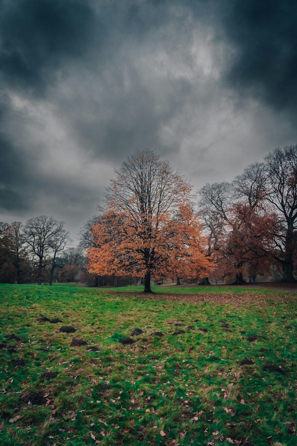 a lone tree in a grassy field under a cloudy sky