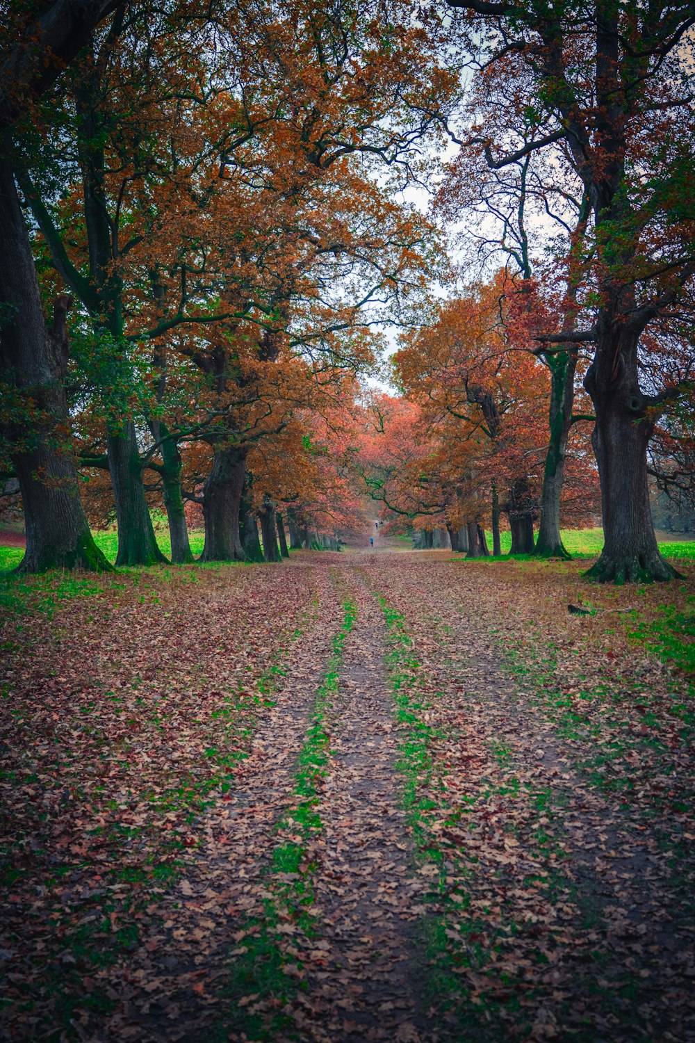 a dirt road surrounded by trees with leaves on the ground