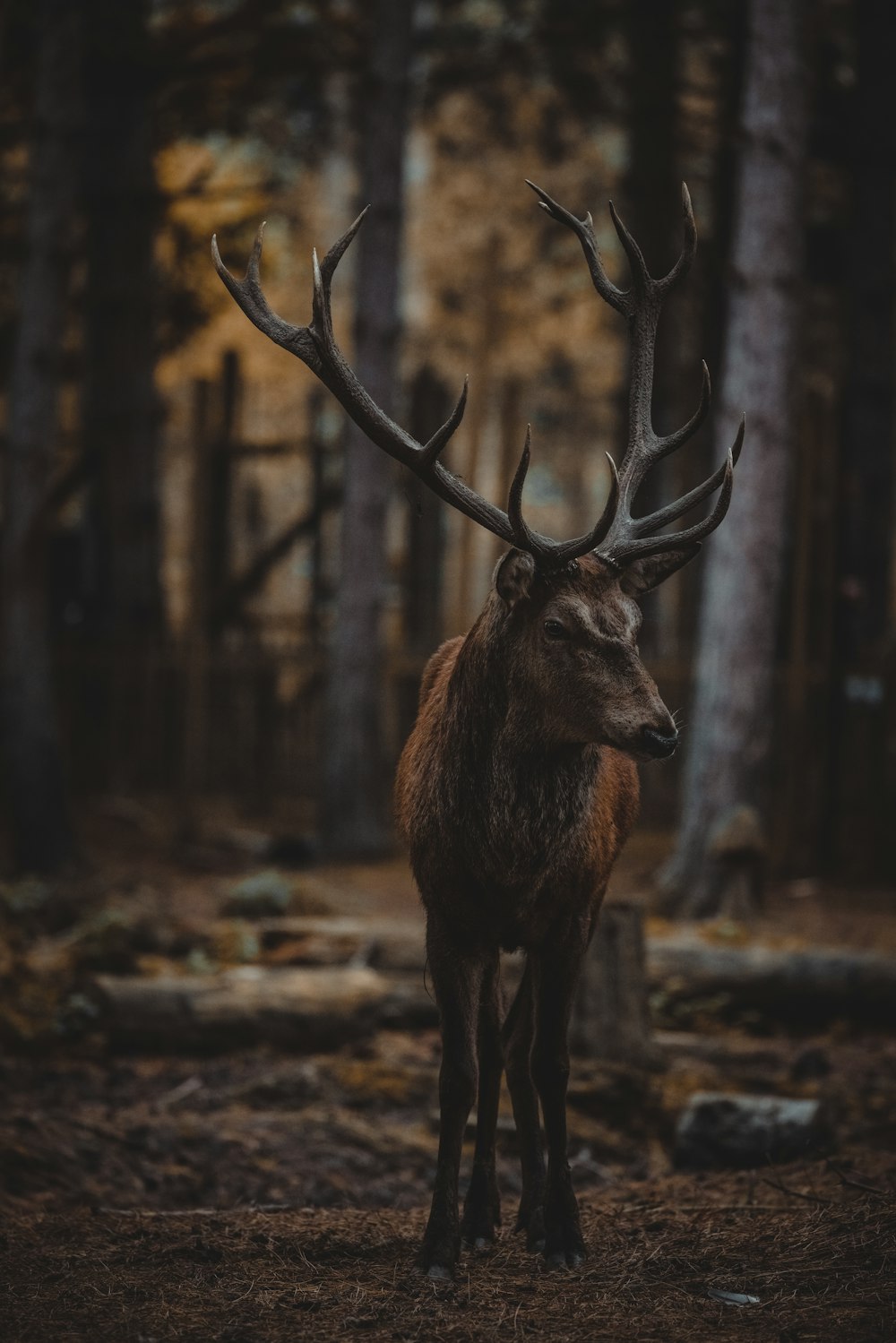 森の真ん中に立つ鹿