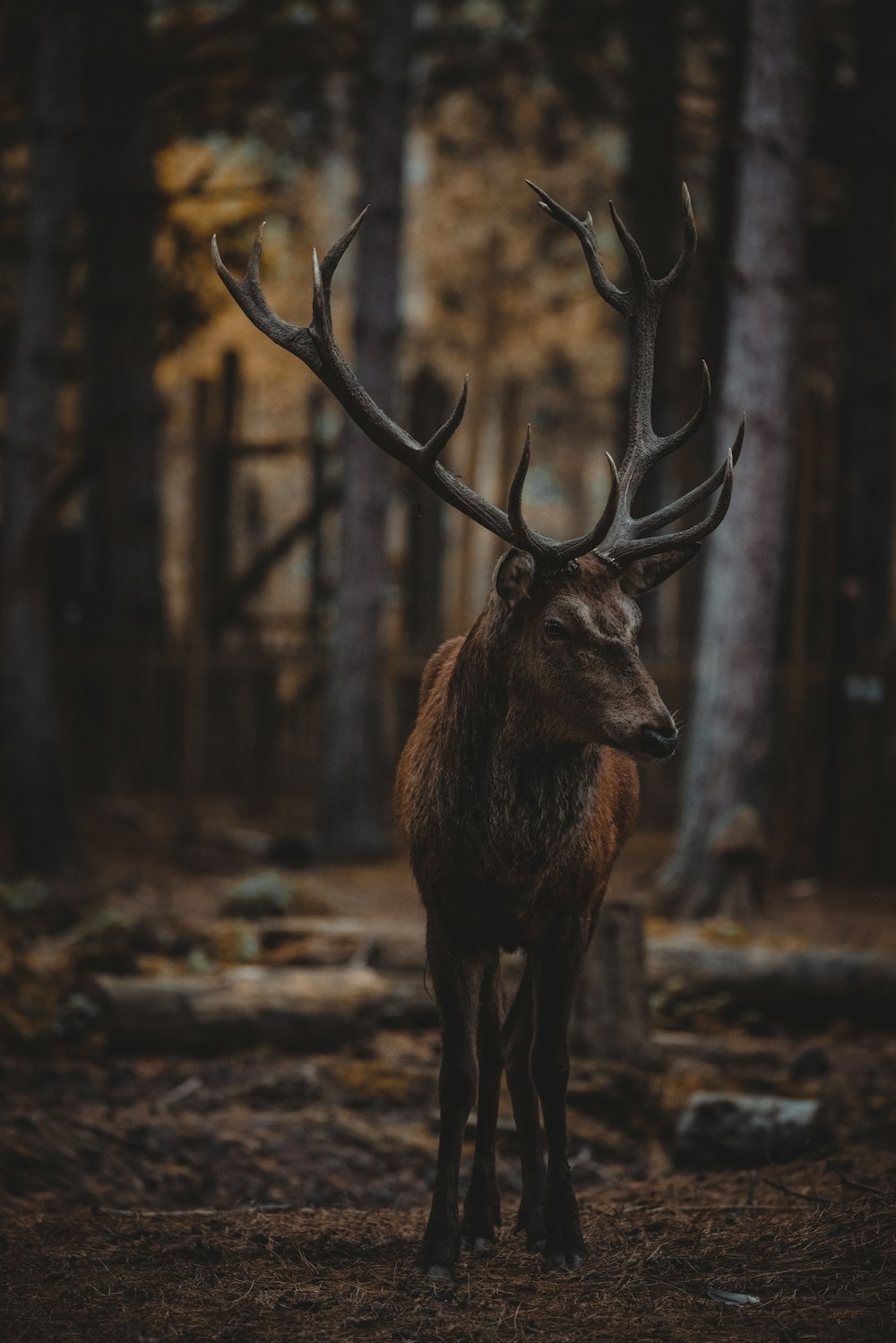 um cervo em pé no meio de uma floresta